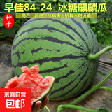 【西瓜套餐】西瓜种子西瓜阳台盆栽农家田园瓜种大全各种各样 冰糖麒麟西瓜种子2包约100粒