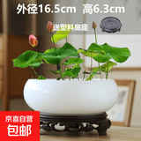 盆生花道水培花盆陶瓷水仙花睡莲碗莲铜钱草无孔水养专用花盆清仓 中号纯白水培盆+托盘 无规格