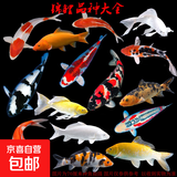 招财锦鲤鱼观赏鱼 冷水鱼活鱼招财鱼好养耐活 风水富贵鱼 精品锦鲤随机多种颜色10条 17-19厘米