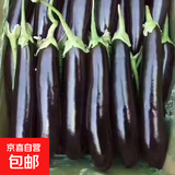 山东农家绿把紫皮长茄现摘现发新鲜嫩茄蔬菜生鲜 现摘新鲜茄子 2斤 净重