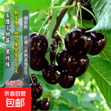 买一送一嫁接车厘子树苗大樱桃苗南北方种植盆栽地栽抗寒抗旱脱毒 黑珍珠车厘子 2公分粗收到1棵【当年结果