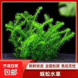 【京东物流】水草套餐 好养耐活真水草植物绿菊大叶绿九冠鱼缸 蜈蚣草 3杯（附赠定植吸盘杯）