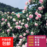 蔷薇花苗爬藤植物藤本月季四季花卉特大浓香型玫瑰盆栽庭院阳台 粉色龙沙宝石【四季大花浓香】不含盆 高约20cm
