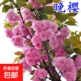 樱花树苗早樱晚樱花苗庭院阳台盆栽地栽工程绿化苗木行道树 晚樱2.5cm粗【当年开花】99%喜欢