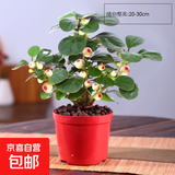 小盼菩提盆栽菩提树盆景带果中式禅意桌面摆件室内创意好养绿植物 原盆菩提（带果发货）