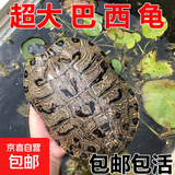宠物乌龟活物 宠物活体乌龟 半水龟小乌龟苗 观赏龟活体 20-23厘米特大宠物龟 1只单身龟