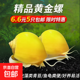 黄金螺淡水观赏螺活体清洁螺除藻清苔工具螺苹果螺不加温吃鱼龟便 中号黄金螺3只 1.5-2cm