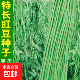 干枝梅特长豆角种子高产早熟抗病长豆角种子四季爬藤豇豆种籽易种 【摘不败】长缸豆种子约100粒2包