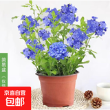 蓝雪花大花苗爬藤植物阳台庭院四季开花盆栽室内外鲜花卉盆景植物 【带花苞】2盆蓝雪花180（原盆）