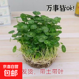 铜钱草水培盆栽室内室外花卉招财金钱草绿植吸甲醛绿植大叶子植物 土培水培铜钱草1盆带叶子