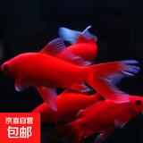 冷水鹦鹉鱼招财鱼血鹦鹉红金鱼冷水观赏鱼活体鱼苗好养耐活发财鱼 冷水血鹦鹉3条【16-18cm】