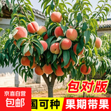 早熟水蜜桃树苗嫁接黄桃树苖树当年结果南方北方种植树苗桃树果苗 水蜜桃6年苗 当年结果 81cm(含)-110cm(含)