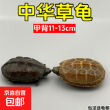 外塘中华草龟活体小乌龟宠物情侣金线苗活物草龟黑腹墨龟好养耐活 11-13厘米 2只情侣草龟