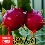 火龙果树苗红心火龙果苗四季庭院阳台盆栽地栽南北方种植果树苗 大红火龙果【6年苗结果多】