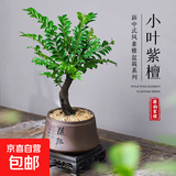小叶紫檀盆景老桩绿植中式盆栽室内办公桌面茶几花卉摆件好养易活 丛林小叶紫檀2盆【25-30厘米】+原盆土+肥