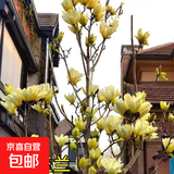 四季庭院玉兰树苗庭院树木红白黄紫二乔盆栽耐冻绿化风景树 黄玉兰 2cm粗（1.2-1.3米高）