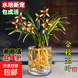 水培金边兰花苗金枝玉叶 室内办公室小盆栽绿植花卉好养四季兰花 金枝玉叶5苗裸根 包成活