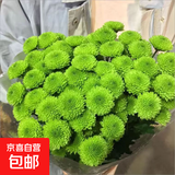 【七彩小雏菊】鲜切花混搭混色多头鲜花插瓶水养花期长七夕礼物 绿色小雏菊50CM5枝