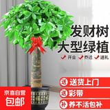 大型植物发财树各种大颗盆栽开业乔迁客厅办公室内好养大型绿植 独杆发财树1.1-1.2米+黑福盆