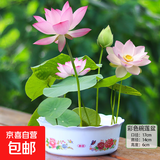 水培荷花莲子碗养花卉室内好养四季开花种子籽水养盆栽客厅睡莲 混色莲子30粒+彩色碗莲盆+营养液【满盆爆花】