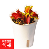 捕蝇草植物食虫草捕蚊虫儿童学习植物盆栽驱虫植物新款套餐食人花 捕蝇草1盆【大苗】种植好发货