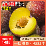 现摘现发四川小脆红李新鲜李子生鲜水果孕妇可食 单果 10g+ 带箱5斤