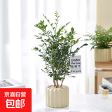 办公室桌面室内绿植小盆栽奶油风摆件四季好养室内吸甲醛净化空气 高枝九里香+米色提拉米苏陶瓷盆+铺面石