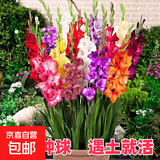 进口剑兰种球切花室内外庭院唐菖蒲种四季易活耐寒植物多年生花卉 国产剑兰种球（混色） 10个球（买多更便宜）