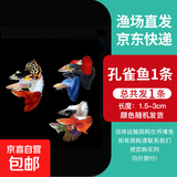 孔雀鱼天使鱼 纯种观赏鱼淡水好养热带小型观赏鱼 孔雀鱼随机1条送鱼食