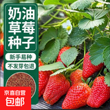 【新人专享】四季奶油草莓种籽春秋家庭阳台盆栽新手易种水果种子 奶油红草莓种子/包约100粒 1包约100粒