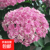绣球花苗盆栽庭院花八仙花盆栽绣球花大苗无尽夏绣球室卉室外庭院 夏洛特公主【23号】原土发货【当年开花】