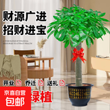 发财树大型绿植室内客厅花卉大盆栽落地办公室摆件阳台放轻松植物 【独杆】0.9-1m 福字树脂盆