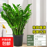 金钱树盆栽客厅大花盆旺宅树办公室内大型好养绿植物乔迁摇钱串子 金钱树【10-15株】70-80cm原土盆