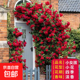 蔷薇花苗爬藤植物藤本月季四季花卉特大浓香型玫瑰盆栽庭院阳台 小女孩【四季中花多头】不含盆; 高约1.3-1.6m 精选大苗
