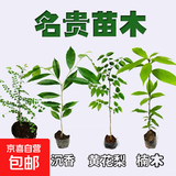 正宗海南黄花梨苗楠木苗小叶紫檀苗沉香苗四大名木花卉盆栽地栽 沉香+黄花梨+紫檀+楠木各1颗 地径0.3-0.7粗不含盆送肥料