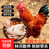 散养土鸡大公鸡 农家大公鸡走地鸡新鲜冷冻整只鸡肉净重 5斤*1只