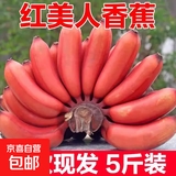 树熟红美人香蕉西双版纳泰韵红皮香蕉新鲜水果精品 西双版纳树熟红美人蕉五斤