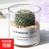 多肉植物仙人掌盆栽室内肉肉仙人球小盆栽开花可爱桌面绿植 玉翁+玻璃盆+黄金砂+营养土 含盆