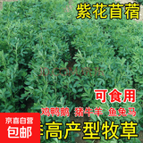 进口牧草种子多年生黑麦草鱼草喂养鸡鸭鹅猪牛羊种籽 【耐热耐寒】紫花苜蓿净籽 500克（更实惠）