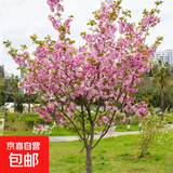 樱花树苗早樱晚樱花苗庭院阳台盆栽地栽工程绿化苗木行道树 樱花树苗2cm粗【精选壮苗】