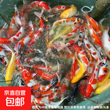 大型纯种锦鲤观赏鱼冷水鱼淡水鱼活鱼招财鱼好养耐活养不死风水鱼 一帆风顺（随机颜色1条） 8-10厘米