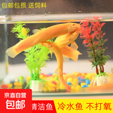 冷水清道夫黄金鳅金龙清洁工具鱼无需打氧好养耐活观赏鱼 黄金泥鳅2条+1条备损4-6cm