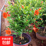 石榴花盆栽观赏石榴树老桩带果室内客厅绿植四季好养易活植物花卉 4年爆盆精棵