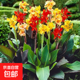 美人蕉种球四季易养室外庭院地栽植物花卉盆栽花苗多年生带芽根茎 美人蕉10棵(混色)(种球)