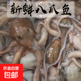 网红爆头大长腿八爪鱼鲜活速冻商用活的冷冻特大新鲜大长腿八爪鱼 4斤
