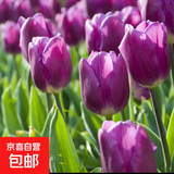 郁金香种球荷兰进口冬季耐寒室内外庭院花卉种子水培植物盆栽大球 紫旗 5个球+肥（更便宜）