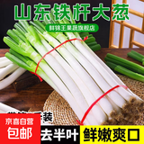 山东大葱新鲜9斤装甜葱铁杆大葱非章丘长白毛葱蘸酱嫩葱饭店批发 铁杆大葱【带脏皮去半叶】 1斤