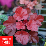 矾根花苗室外植物盆栽大苗耐寒庭院观叶组合草花小苗地栽绿植花卉 永恒红 中大苗100# 不含盆