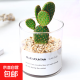 多肉植物仙人掌盆栽室内肉肉仙人球小盆栽开花可爱桌面绿植 红毛掌+玻璃盆+黄金砂+营养土 含盆