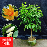 白兰花盆栽嫁接黄角兰黄桷兰白玉兰黄玉兰花苗树苗庭院苗盆栽花卉 白兰4年苗70cm高当年开花